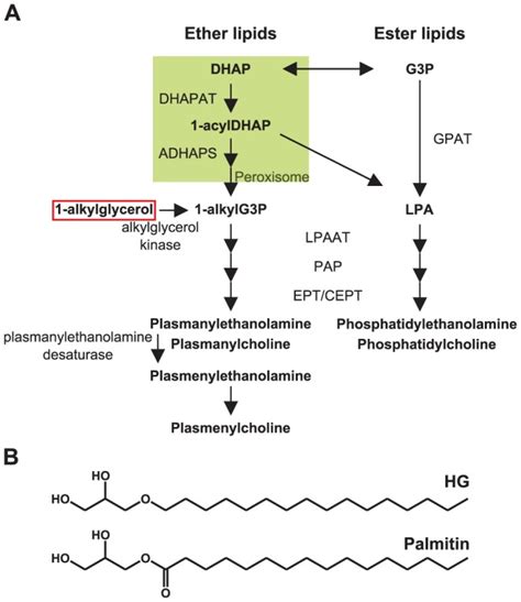 Ether Glycerophospholipid