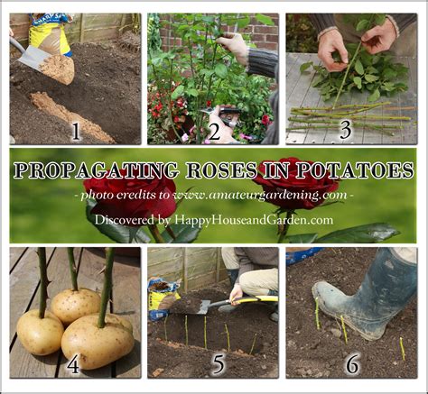 Propagating Roses In Potatoes | Propagating roses, Roses in potatoes, Happy house