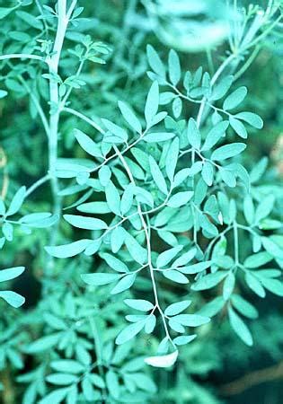 Ruta graveolens (Garden Rue, Herb of Grace, Rue) | North Carolina ...