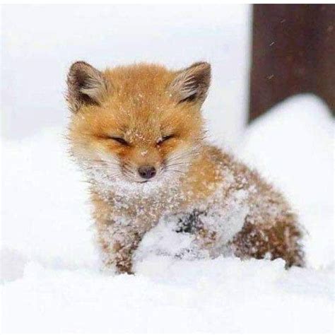 Baby fox in snow #nature #Photography #Makeup #Quotes #Light #Art #Aesthetic #Forest #Beauty # ...