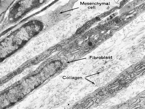 Histology Laboratory Manual | Patterns in nature, Integumentary system, Physiology