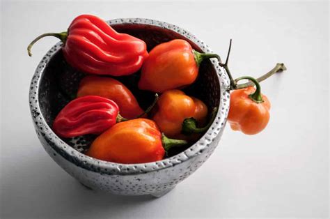 Capsicum Chinense: The Hottest Peppers On Earth