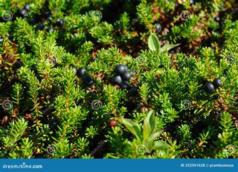 Black Crowberry Plants with Ripe Berries Empetrum Nigrum Subsp ...