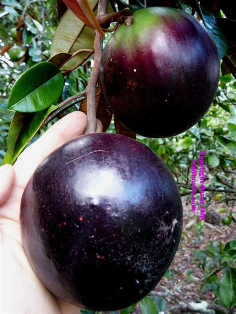 Milk Fruit/Chrysophyllum cainito - Exotic Fruit Plants – Exotic Flora