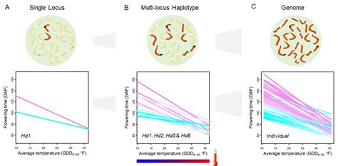 Phenotypic plasticity, reaction norm, and genotype by environment ...