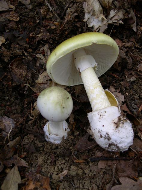 Amanita phalloides – Wikipédia, a enciclopédia livre