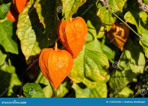 Orange gooseberry fruit stock photo. Image of elegance - 123523366