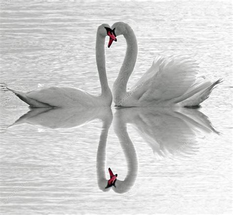 Swans love. — Stock Photo © majaFOTO #1846608