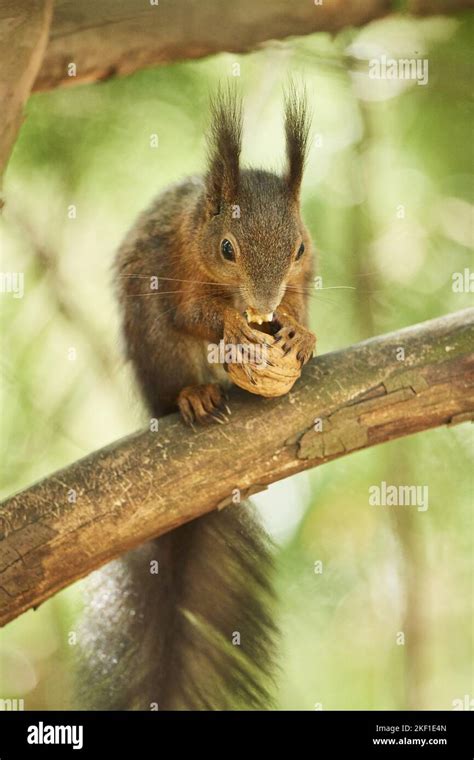 Eurasian red squirrel Stock Photo - Alamy