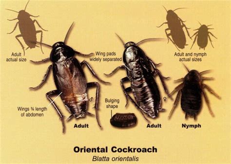 Waterbug Control (Oriental Cockroach) - Budget Pest Control