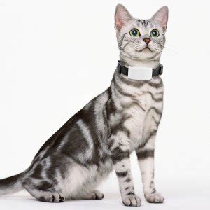 GPS Tracker for Cats - Never Lose your Pet Again!