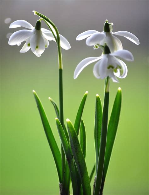 Snowdrops | January flower, Amazing flowers, Beautiful flowers