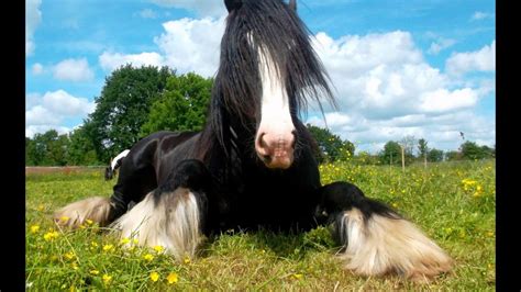 What breed of horse is a cob