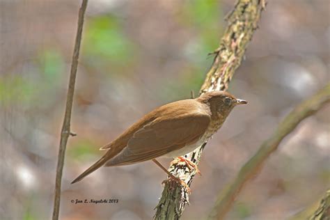 PICTURES OF OHIO BIRDS