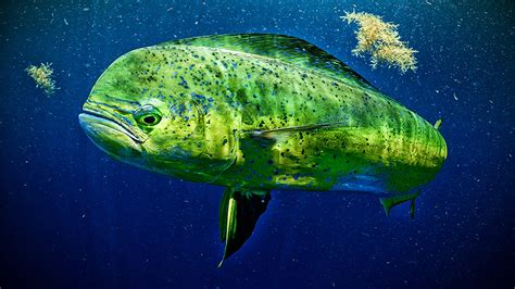 Species Spotlight: Mahi Mahi – AFTCO