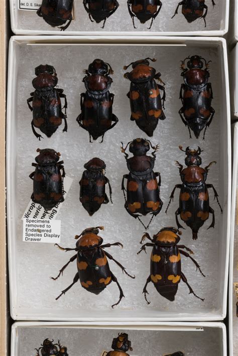 Amercian burying beetle - Nicrophorus americans - Extinction Photography