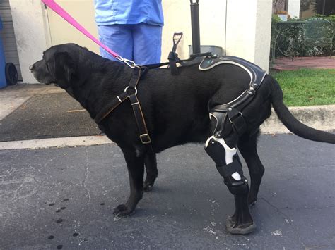 Prosthetic leg gives injured dog new leash on life - Sun Sentinel