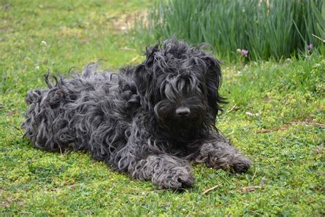 The Puli, Hungary’s Indispensable Herd Dog - Animalso