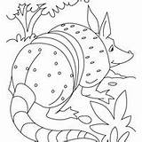 Tatu Imprimir Passeando Tudodesenhos Sketch Coloring Page sketch template