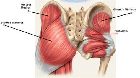 Hip Tendonitis