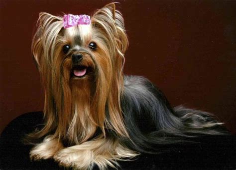 Yorkie haircuts for males and females (60 + pictures) - Yorkie.Life