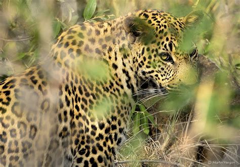 Loepard | A rare sighting of a Loepard (Panthera pardus) dur… | Flickr