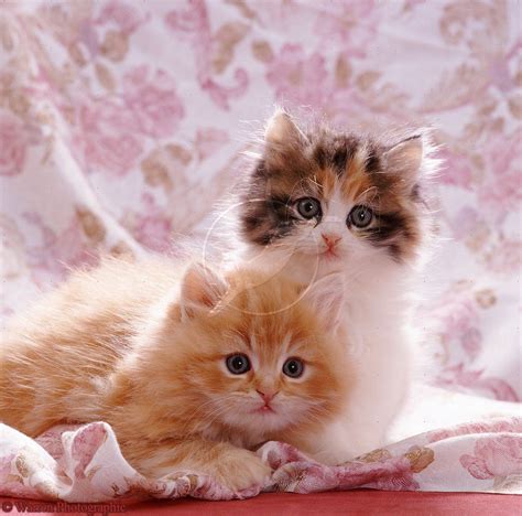 Cute Cats Photos Kitten