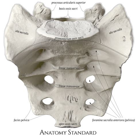 Anatomy Standard - Drawing Sacrum: anterior aspect - Latin labels ...