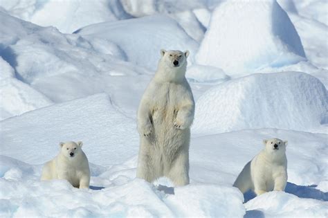 Travel To Northeast Greenland National Park - XciteFun.net