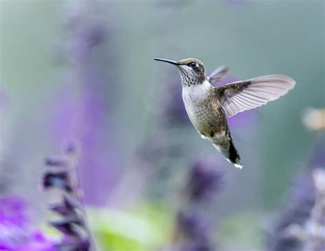 How to Photograph Hummingbirds in Costa Rica - Tico Travel