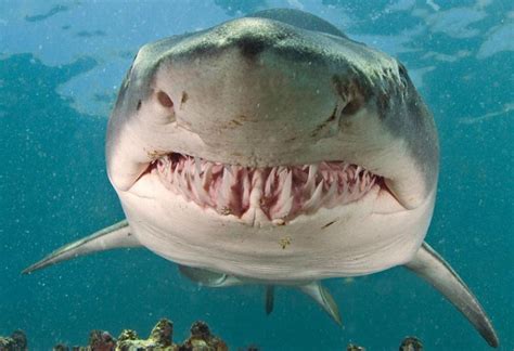 Los tiburones tigre se alimentan de aves cantoras en el Golfo de México