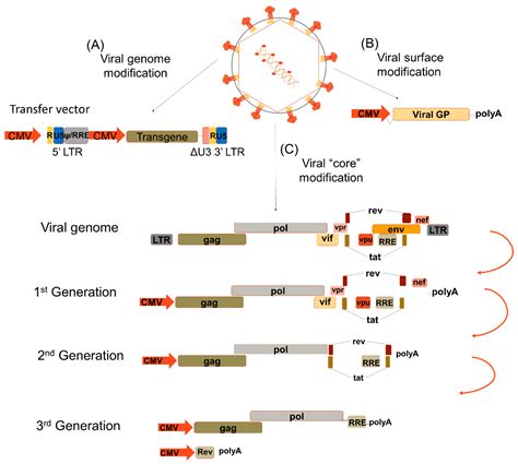 Viruses | Free Full-Text | Lentiviral Vector Pseudotypes: Precious ...