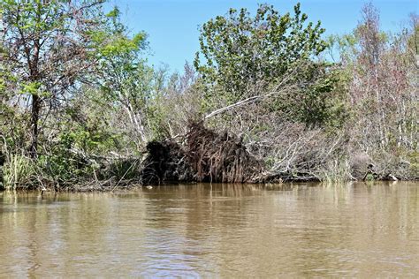 Honey Island Swamp Tour - See Live Alligators in their Natural Habitat