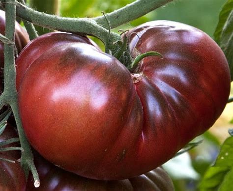 Tomato Organic Black Krim Tomato Seeds