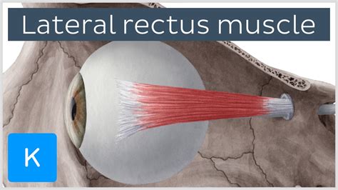 Lateral Rectus Muscle