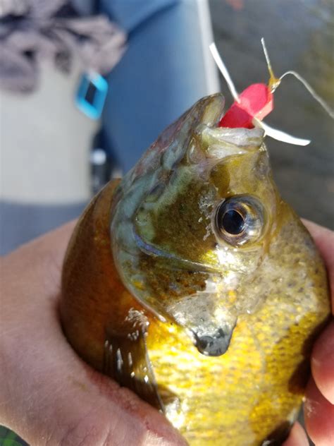 Best Bluegill Bait For Spring Fishing -2018