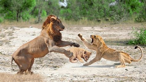 Mother Lion Failed To Protect Her Cub From Male Lion Hunting - YouTube