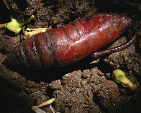 Tomato Hornworm Life Cycle