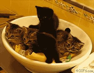 Shocked Cat GIF by Demic - Find & Share on GIPHY