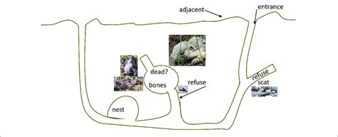 | Schematic of the regions of a prairie dog burrow (not to scale ...