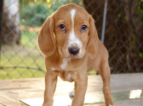 Related Post from Beagle Cocker Spaniel Mix Variety