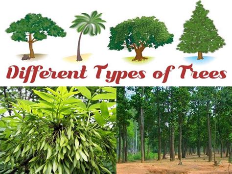 25 Different Types of Tree Species with Their Names and Uses