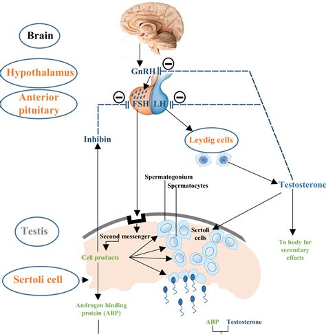 Frontiers | The Molecular Mechanism of Sex Hormones on Sertoli Cell Development and Proliferation