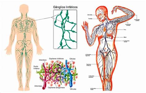 Ganglios linfáticos: ¿Qué son? Anatomía, función, estructura y mucho más