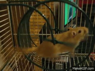 Gerbil running on wheel on Make a GIF