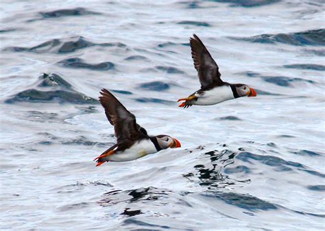 Puffins in flight | Beautiful architecture, Newfoundland, Carleton place