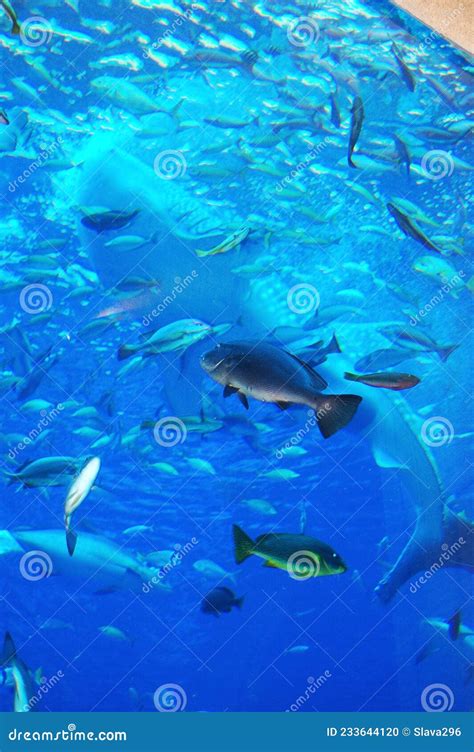 Atlantis, The Palm At Palm Jumeirah,Dubai Royalty-Free Stock Image ...