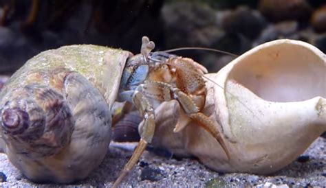 Pagurus Bernhardus hermit crabs change their shells – The Kid Should See This