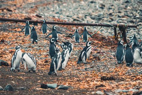 March Of The Penguins And The Roar Of Sea Lions In Punta Arenas, Chile ...