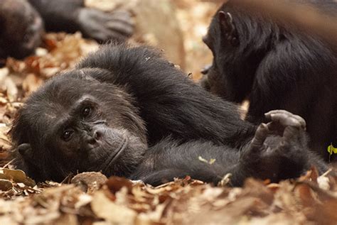 Building bonds between chimpanzee males leads to more offspring, study ...